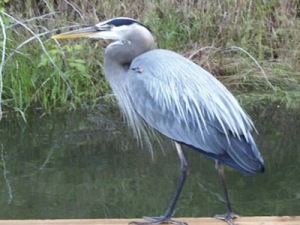 JBMI Heron